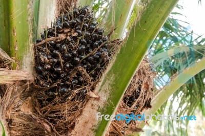 Oil Palm Fruits In The Palm Tree Stock Photo