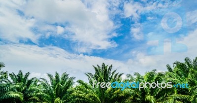 Oil Palm Under Cloudy Blue Sky Stock Photo