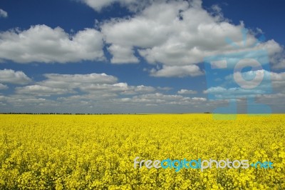  Oilseed Rape Stock Photo