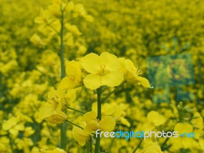 Oilseed Rape Stock Photo