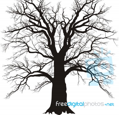 Old Branched Tree Stock Image