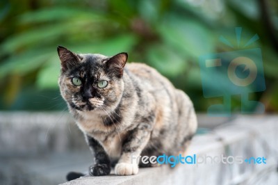 Old Cat With Nature Place Stock Photo