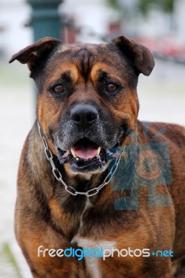 Old Domestic Guard Dog Stock Photo