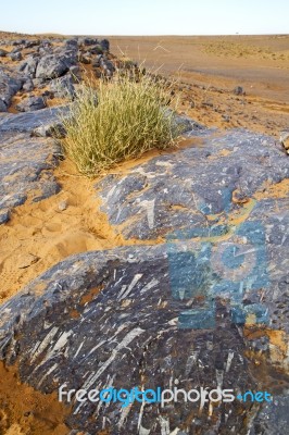 Old Fossil In  The Desert Of Morocco  Bush Stock Photo