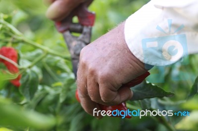 Old Man Working At Farm Stock Photo