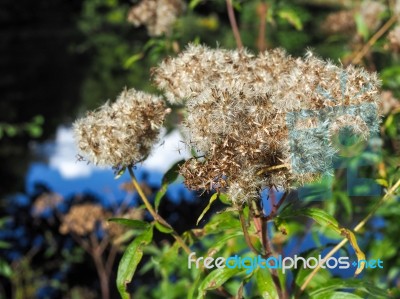 Old Man’s Beard Or Traveller’s Joy (clematis Vitalba) Stock Photo