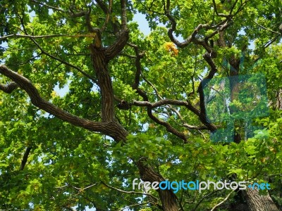 Old Oak Tree In Sussex On A Sunny Day Stock Photo