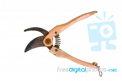 Old Salmon-colored Secateurs Stock Photo