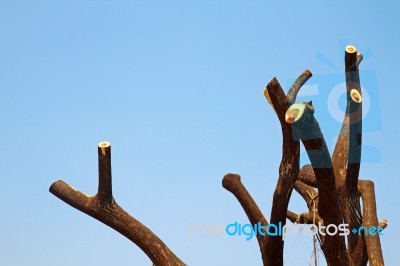 Old Tree Has Been Cut Stock Photo