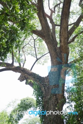 Old Tree In Home Garden Stock Photo