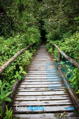 Old Wood Bridge In Hill Evergreen Forest Stock Photo