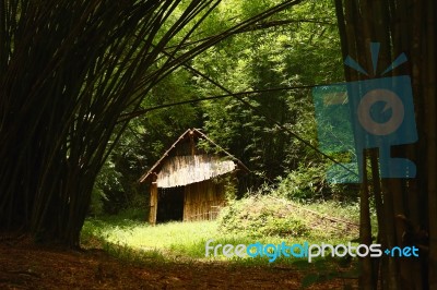 Old Wooden Hut In Dark Bamboo Forest Stock Photo