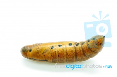 Oleander Hawk-moth Pupa Stock Photo