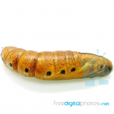 Oleander Hawk-moth Pupa Stock Photo