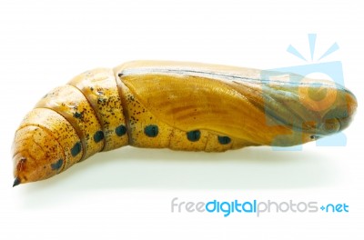 Oleander Hawk-moth Pupa Stock Photo