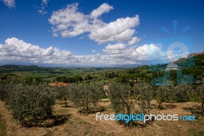 Olive Grove Near San Biagio Church Stock Photo