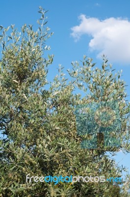 Olive Tree Stock Photo