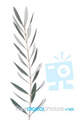 Olive Tree Branch Stock Photo