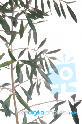 Olive Tree Branch Stock Photo