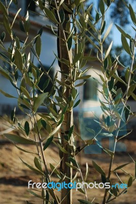 Olive Tree Branch Stock Photo