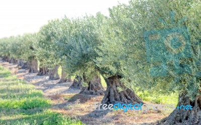 Olive Trees Stock Photo