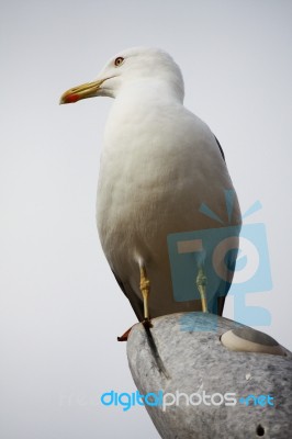 On Top Of Statue Stock Photo