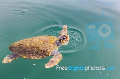 One Big Swimming Sea Turtle Caretta Stock Photo