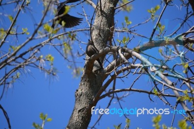 One Bird In Tree And One Coming In For A Landing Stock Photo