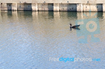 
One Black Duck Struck A Flock Of Swimming In The Single Sculls Stock Photo