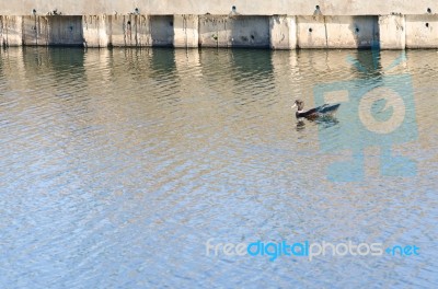 
One Black Duck Struck A Flock Of Swimming In The Single Sculls Stock Photo