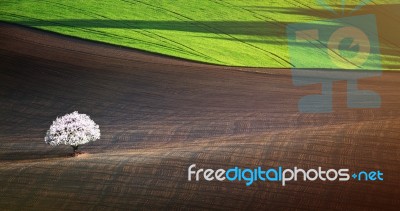 One Blossom Apple Tree In Spring Stock Photo