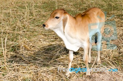 One Brown Calf Graze In The Field On The Farm Stock Photo