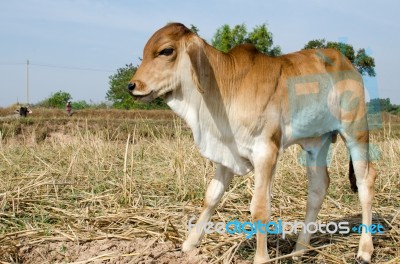 One Brown Calf Graze In The Field On The Farm Stock Photo