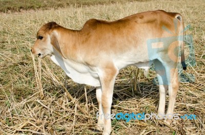 One Brown Calf Graze In The Field On The Farm Stock Photo