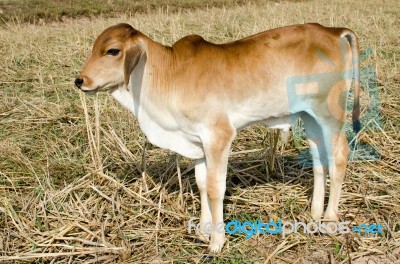 One Brown Calf Graze In The Field On The Farm Stock Photo