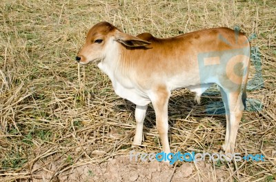 One Brown Calf Graze In The Field On The Farm Stock Photo