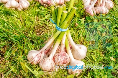 One Bundle Of Garlic Lying On The Grass Stock Photo