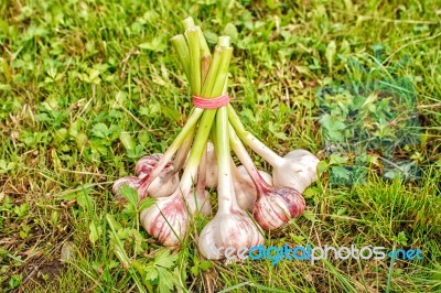 One Bundle Of Garlic Lying On The Grass Stock Photo