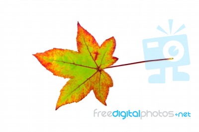 One Colorful Maple Leaf In Autumn On White Stock Photo