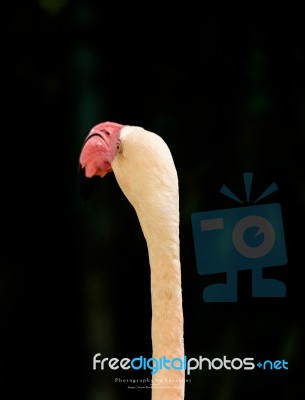 One Flamingo On The  Black  Background Stock Photo