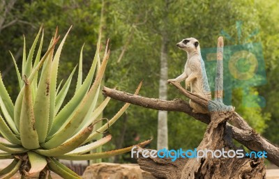 One Meerkat Looking Around Stock Photo