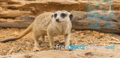 One Meerkat Looking Around Stock Photo