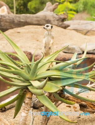 One Meerkat Looking Around Stock Photo