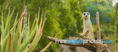 One Meerkat Looking Around Stock Photo