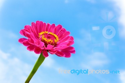 One Pink Zinnia Flower On Stem With Blue Sky Stock Photo