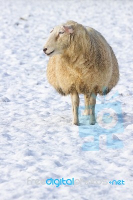 One Sheep Standing In Meadow Covered With Snow Stock Photo