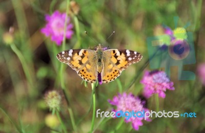 One Simple Butterfly Stock Photo