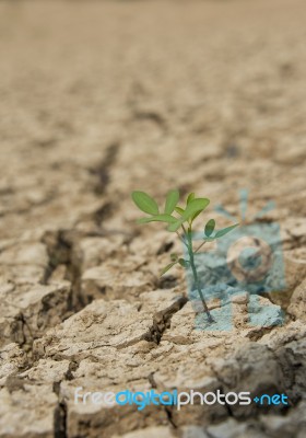 One Small Green Tree In Drought Land Stock Photo