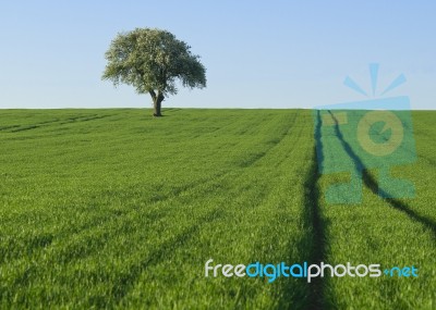 One Tree Green Field Stock Photo