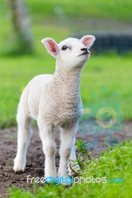 One White Newborn Lamb Standing In Green Grass Stock Photo